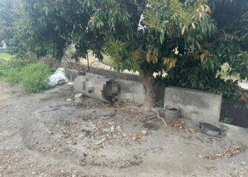 雲林田犬護「蒜頭」慘遭小偷毒手 警將成立「護蒜專案」