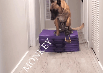 M29042 Monkey sharp shooter! Omar Von Muller Part 000