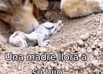 M3052 Ellas también lloran #reelsvideoシ #amorporlosgatos #AmorPorLosPerros #AmoAMisMascotas Crifr Fuentesr part 2