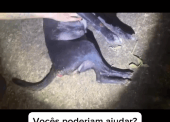 M1105010 ela foi mamãe esses dias imaginem só como está sofrendo Iremos resgatá la mas precisamos muito da ajuda de vocês Podemos contar com ajuda Part 2