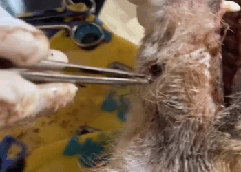 M1105011 situação deste anjo crítica além de estar cheio de bicheiras na boca que impedia ele de comer ele também está com bicheiras no corpo