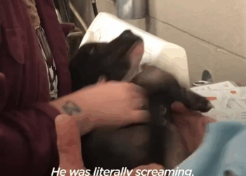 M1105012 Terrified Puppy Finally Lets Go Of All His Fears Part 2