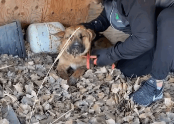 M1105014 Dog Stuck Under Deck With Porcupine Quills On His Face Looks So Different Now Part 2