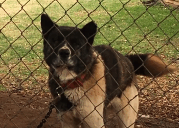 M1105015 Woman Visits Chained Up Dog For An Entire Year Part 2