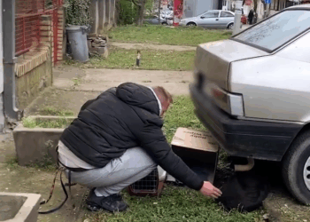 M1105017 Stray Mama Dog Bundles Up In Box With Her Puppies To Keep Them Warm Part 2