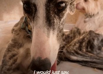 M1105018 Dog Can Stop Crying Until She Meets This Woman Part 2