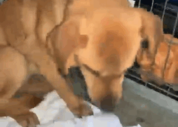 M1105019 Guy Spends Days Comforting The Terrified Dog He Rescued Part 2