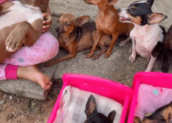 M3054 Sophia e seus bbs🐶🐶🫶🏻❤️ #amor #vida #reels #facemask #instagram Fabricio Pinheiro part 2