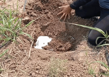 M1105020 Like the birds in our country, the pandas also leave their eggs without birds