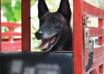 M1105021 I really miss Batu these days