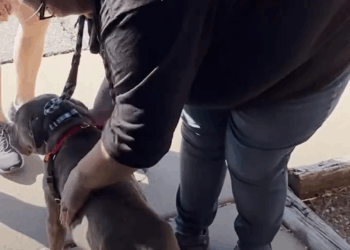 M1105023 Pittie Has Special Lunch with Rescuers Part 2