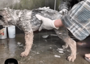 M1105024 Abandonado en la alcantarilla sin esperanza hasta que el amor lo rescató Part 2