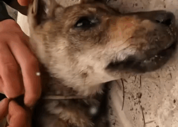 M1105025 Un hombre salvó un cachorro pero lo que sucedió después te romperá el corazón Part 2