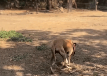 M1105026 Fue abusada se orinaba pobrecita nadie la ayudaba tenía mucho dolor tristeza refugio amoranimal viralreels animals perrosfelices dogstagram Part 2