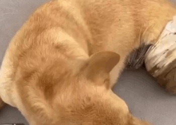 M1105027 Se acuerdan del perrito que sufrió mucho pobrecito no podía caminar pobrecito pero ya será feliz URGENTE amoranimal rescateanimal refugio doglo Part 2