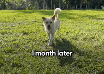 M3055 She gets the silliest zoomies and loves asking for pets 😂 Prue told us about taking Flash on a special h part 2