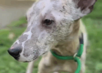 M1105028 Lo cortaron todo solo quería escapar pobrecito lo hicieron sufrir tanto tenía dolor tristeza pero cambiamos su vida URGENTE doglover perrosfe Part 2