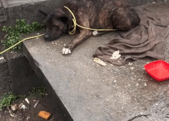 M1105029 Lo tenían amarrado le pegaban mucho pobrecito ha sufrido tanto dolor maltrato adoptanocompres URGENTE perritos refugio rescateanimal Bendic Part 2