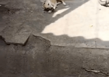 M1105030 Tiene el cuello doblado pobrecito ha sufrido mucho dolor nadie lo apoya suplicamos ayuda para su cirugía adoptanocompres viralreels perrosfelice Part 2