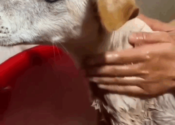 M1105031 La gente ya no tiene corazón lo hicieron sufrir mucho lo amarraron ha sufrido mucho rescateanimal URGENTE perritos dogstagram adoptanocompres Part 2