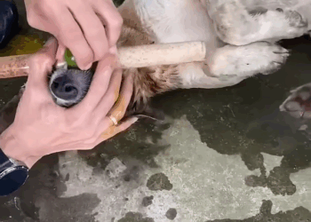 M1605001Share how to successfully rescue your dog when it eats bait dog shorts trending rescue Part 2