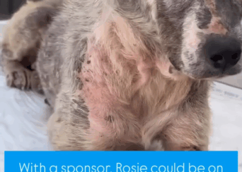 M1605004 Rosie Second Chance Help This Sweet Soul Finally Know Love After eight long months of healing our brave Rosie is ready so ready for the loving hom Part 2