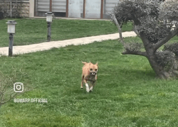 M1605005 Ryann is Ready for Her Forever Ryann came to us with her nose missing and her face torn apart