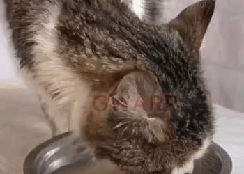 M1605006 Cindy is proving that she true SURVIVOR