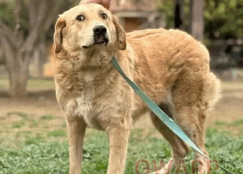 M1605007 GOLDIE Before After Goldie the golden retriever was labeled plague by locals in Azerbaijan