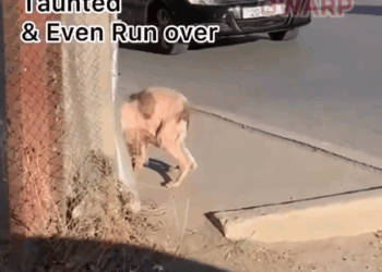 M1605008 JUST RESCUED They Watched His Ulcer Covered Body Starve Broke His Bones Still Did Nothing There not much that hasn been done to Robbie