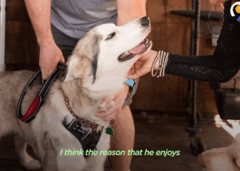 M1605006 Starving Husky Nearly Gives Up Until Miracle Happens The Dodo Part 2