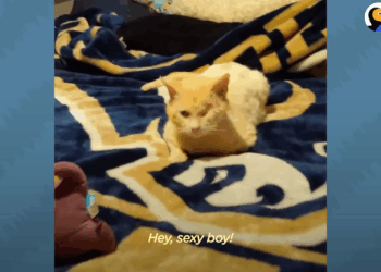 M1605008 Watch This Scruffy Feral Cat Turn Into Blue Eyed Beauty The Dodo Cat Crazy Part 2