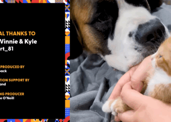 M1605009 Kitten Rescued Just In Time From Water Drum The Dodo Part 2