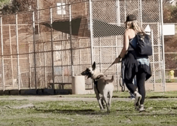 M1605012 Dog Has The Best Reaction When He Reunites With His Rescuer Part 2