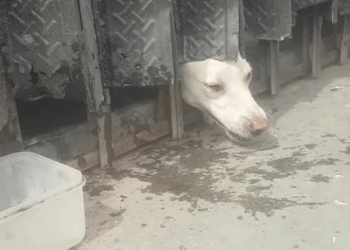 M3057 Update ng aso na naka pudluck ang pinto at apat na araw hindi naka kain By Jonnel Agang part 2