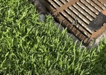 M1605013 Big Guy Rescues Tiny Raccoon Who Got His Head Stuck Part 2