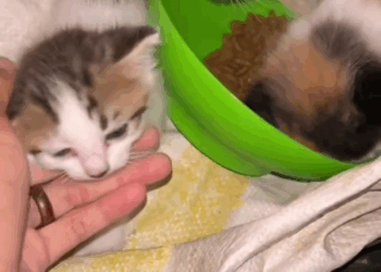 M1605014 Keluarga kucing yang malang di buang di dalam semak semoga kamu sehat selalu ya nak pecintakucing pecintahewan kucing kucingjalanan Part 2