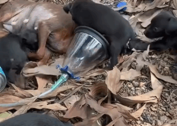 M1605015 The Mother Dog bagged me to save here puppies This story will break your heart rescueanimals rescuedogs dog reelsvideoシ rescuedog puppies puppy rescue rescu Part 2