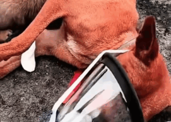 M1605020 This story will break your heart rescueanimals rescuedogs dog reelsvideoシ rescuedog puppies puppy rescue rescuedogsofinstagram (3) Part 2