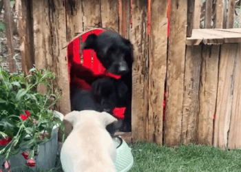 M1605021 This story will break your heart rescueanimals rescuedogs dog reelsvideoシ rescuedog puppies puppy rescue rescuedogsofinstagram (4) Part 2