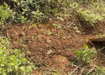 M1605022 This story will break your heart rescueanimals rescuedogs dog reelsvideoシ rescuedog puppies puppy rescue rescuedogsofinstagram (5) Part 2