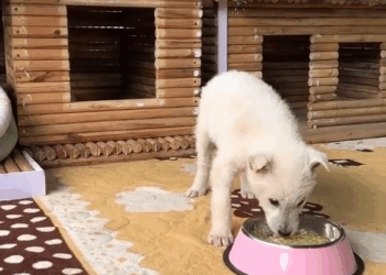 M1605024 animals animal animalrescue dog rescue rescuedog Part 2