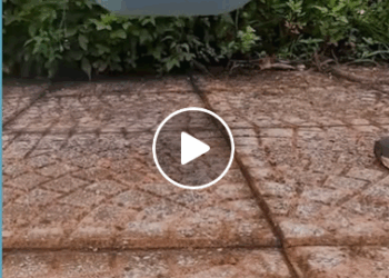 M1605009 Kind Man Rescues Puppy and Given it Life Part 2