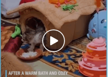 M1605010 This Rescued Cat Finds Her Forever Home Part 2