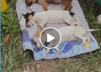 M1605011 Helpless Roadside Dogs Rescued With Compassion Part 2
