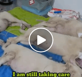 M1605012 heard tha four puppies were sick