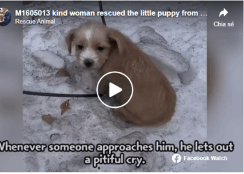 M1605013 kind woman rescued the little puppy from abuse and gave him warm and happy home Part 2