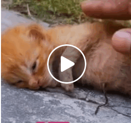 M1605015 We sound little puppy