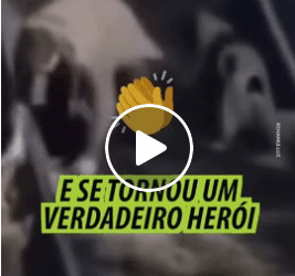 M1605018 Tinha uma chance de salvar cãozinho não hesitou Part 2