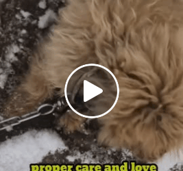 M1605019 An innocent puppy was found in the dustbin